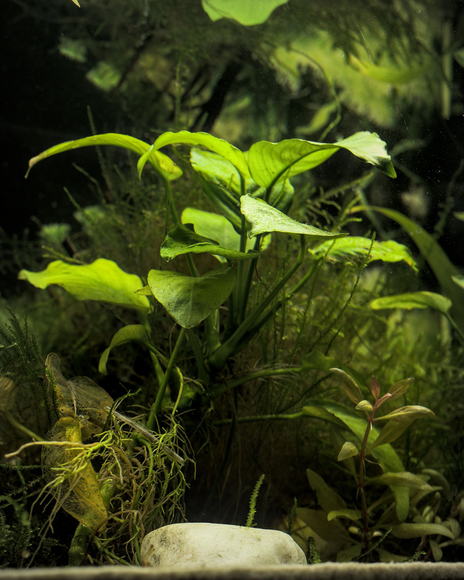 Anubias leaves and moss in a planted aquarium