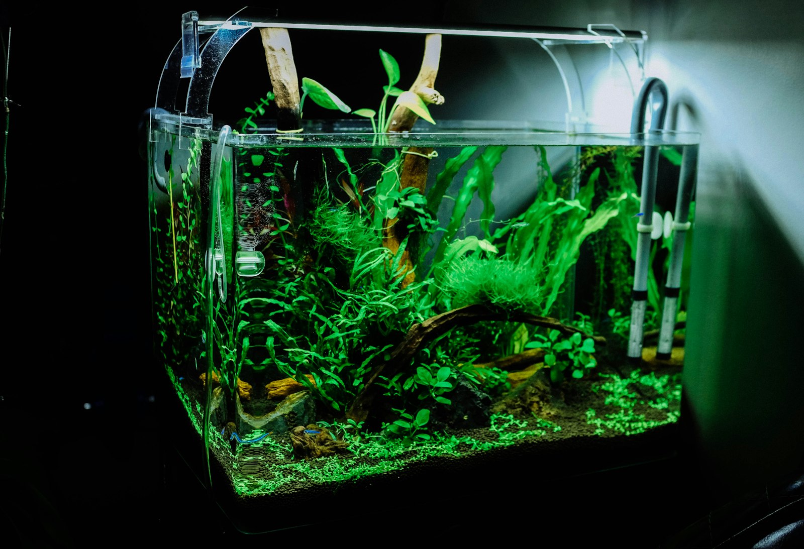 A small planted aquarium glowing under its light in a dark room
