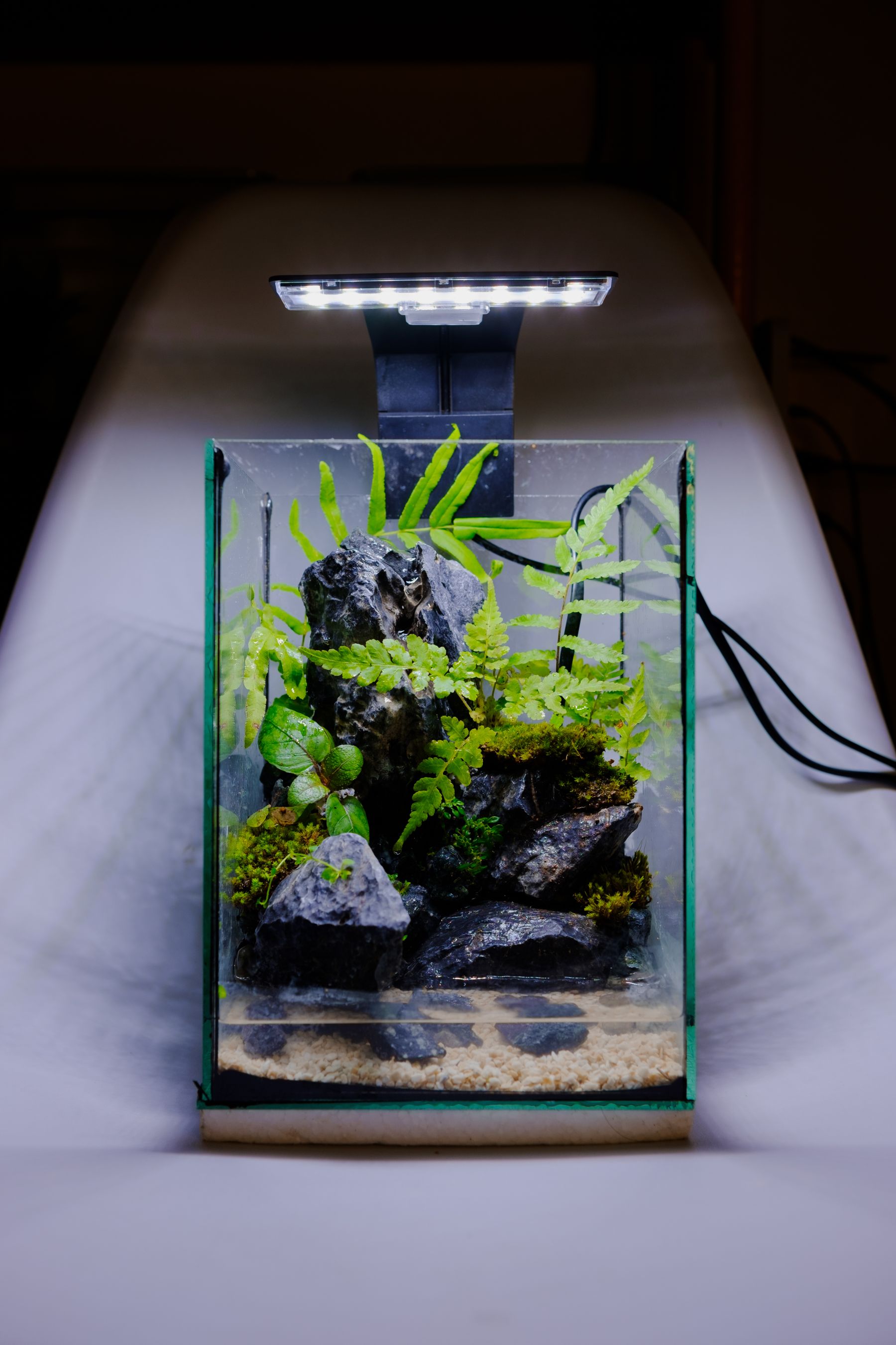 A nano aquarium with ferns, moss and dark stone under a small light